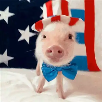  微信猪头像图片大全集真实可爱小猪微信头像图片