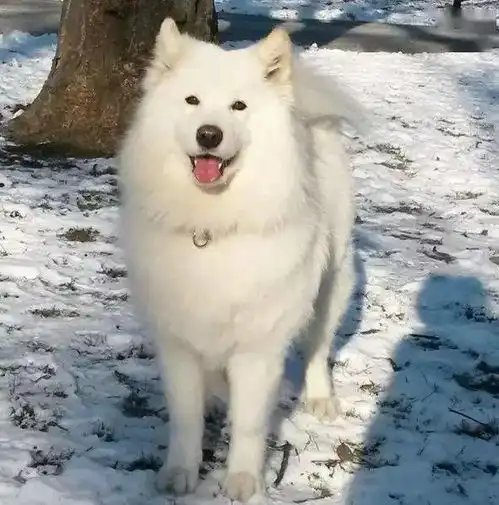  速进萌到爆肝的萨摩耶我的微信头像有存货了