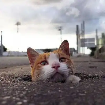  猫头像可爱图片呆萌小奶猫头像大全