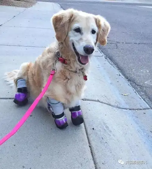  从金毛变成柯基虽然经历伤痛,但这只爱笑的汪,最终却成了无比治愈的天使啊