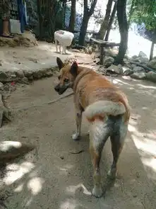  嗯,苏梅岛吧休闲一下啦