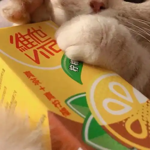 有没有敲可爱的猫咪头像