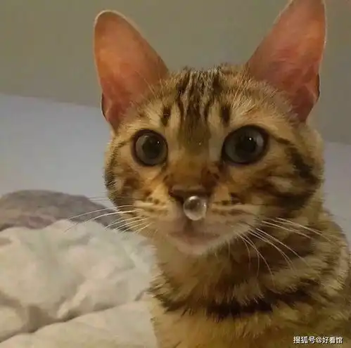  个性搞怪沙雕系列头像沙雕头像系列微信头像沙雕头像系列,逗比沙雕头像大全