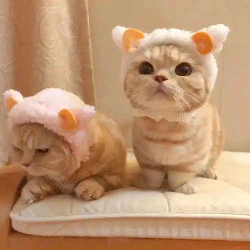  有哪些好看的情侣图片