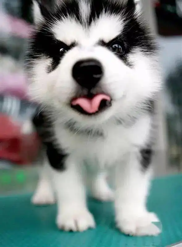  哈士奇头像狗狗头像你的每一个微笑,都像极了天边的云