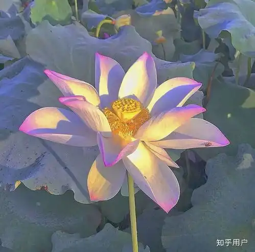  绿茶圣母白莲花白切黑到底有什么区别