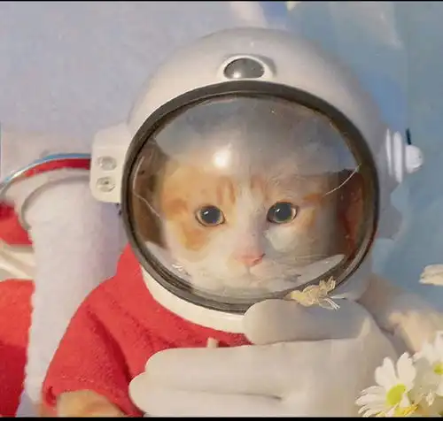  情头文案捧花的我盛装出席只为遇见你