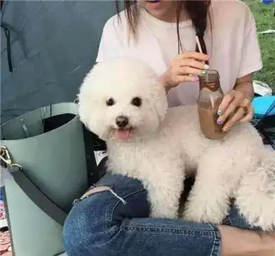  养比熊犬最正确的做法,就在这里了