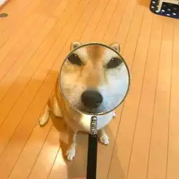  周末有双休宿希鸿求职简历苍溪人才网