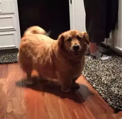  网友养了一只金毛和柯基的混血犬,这短腿基因太强大了