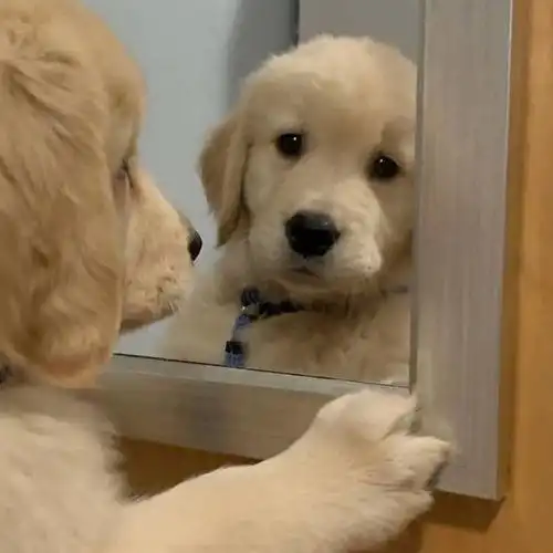  易烊千玺x韦一航撞脸小狗狗,小奶狗航航实锤了