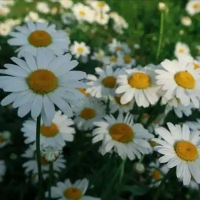  菊花头像大全唯美图片菊花高清微信头像
