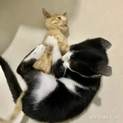  养奶牛猫是什么样的体验