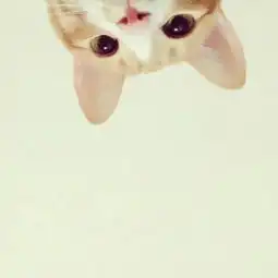  情侣头像,动漫,不要太幼稚的那种,最好有猫,没有就算了