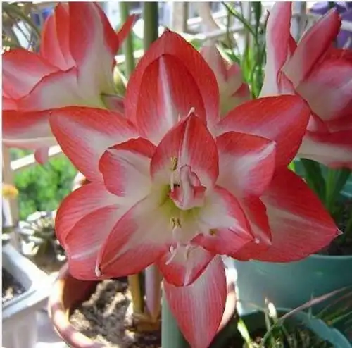  家里养这几款植物,娇小不占地,越晒开花越多,五颜六色超漂亮朱顶红