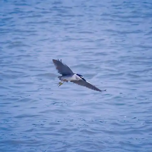  背景图头像套图