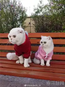  抖音会说话的二豆妈妈照片会说话的刘二豆全集视频地址