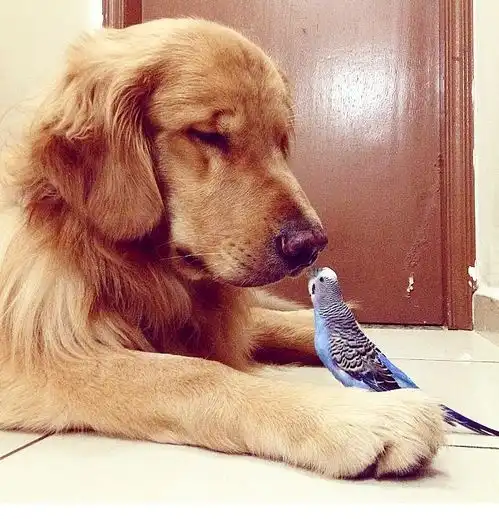  金毛犬与8只鹦鹉1只小仓鼠亲密无间