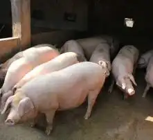  黄页88高清图片