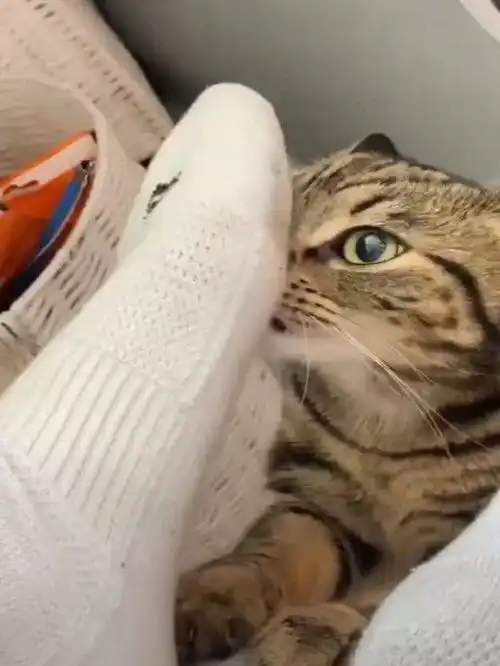 猫咪的这些神经病行为,你家猫占了几条