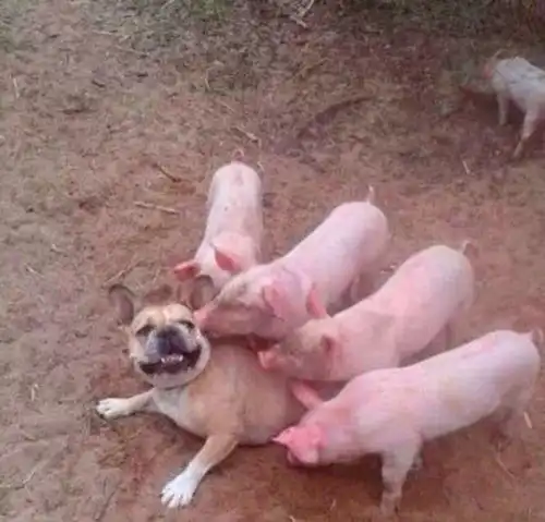  老人常说养猪莫生双,养狗莫生六,如何理解,有何讲究