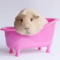  微信头像鼠微信头像图片大全