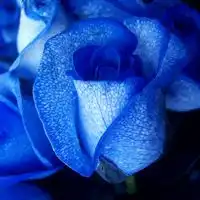  微信头像玫瑰花朵下载