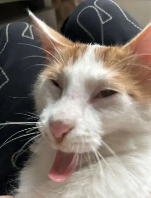  妹子养的白猫,屁股蛋长金毛,网友不信,点开一看嚯,菊部金渐层猫咪老鼠花猫宝宝逗猫网易订阅