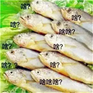  可爱宠物头像,萌萌哒的小狗狗小猫咪图片