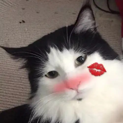  今天的情侣头像贼好看啊