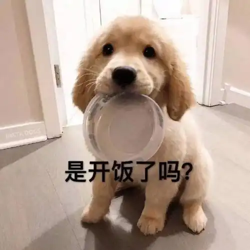  为什么金毛这么讨人喜欢几个优点足够解释什么叫狗界暖男模范