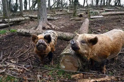  英情侣隐居山林劈柴养猪写诗,远离电网但生活美好,每月只花两百