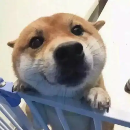  可爱又沙雕的猫咪狗砸头像,看了不喜欢都不可能了