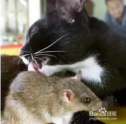  猫老亲你怎么办