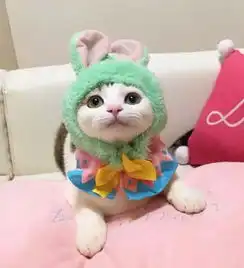  萌物比比谁最萌,她家的5只喵pk戴帽照