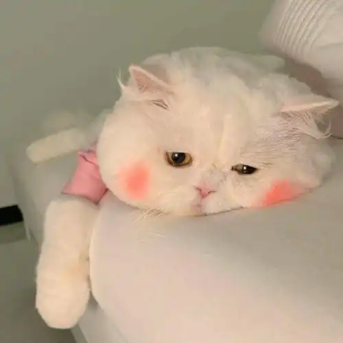  宝儿该换微信头像了