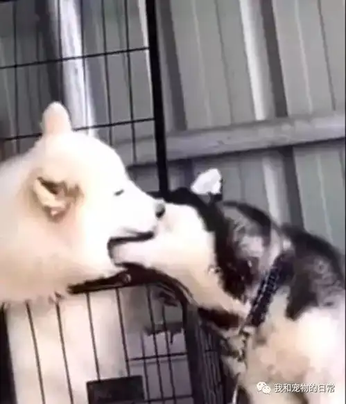  哈士奇和萨摩耶接吻被主人撞见,最后二哈的眼神眼神亮了