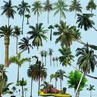  微信椰子树头像高清椰子树微信头像