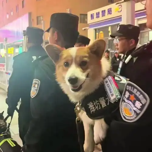  柯基也能当警犬到底是吉祥物还是真实力