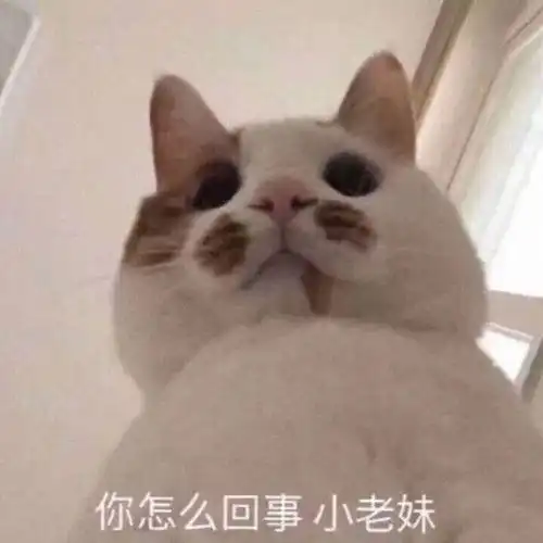 有哪些可爱的猫猫表情包