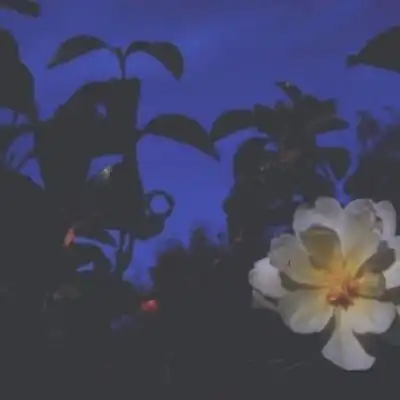  植物头像超漂亮的花草风景图片