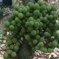  尤文总监暗戳戳讽刺土豪,称曼联更有底蕴,揭露欧洲足坛鄙视链