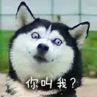  柴犬狗头像图片大全微信头像图片大全