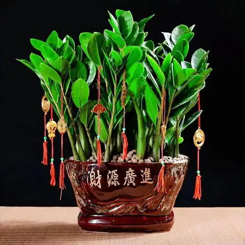  五花养在家,不富也会发,俗语说的好你知道是哪5种花吗