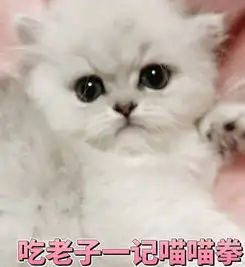  小猫咪超凶表情包等我出去就把你塞在猪圈,让你不害怕,哼