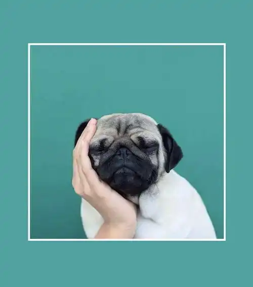  狗狗越来越瘦不长肉