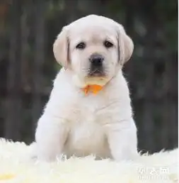  狗场直销一出售纯种拉布拉多一包养活一签合同一送用品