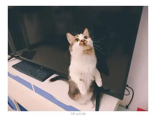  毛毛妤的相册miu与吉吉