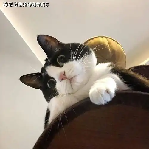 都说猫和猫尾巴是两种生物,只有奶牛猫不一样