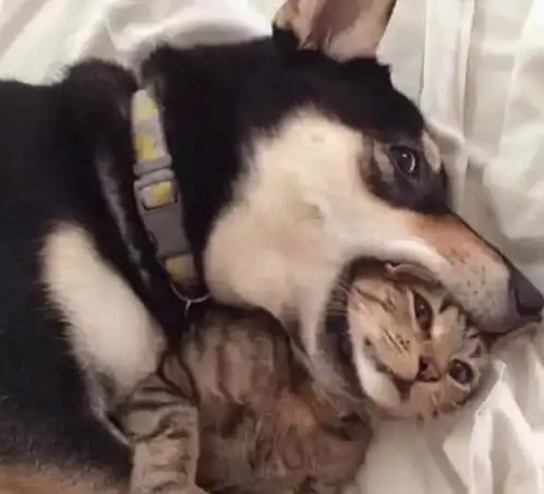  笑话段子且看煎饼大妈如何训斥插队的女儿